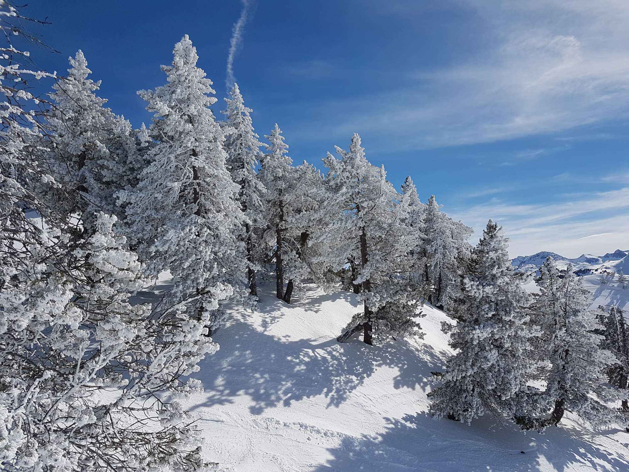 in Baqueira Pretty trees in Baqueira