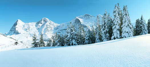 Lauterbrunnen trees